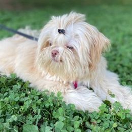 Shih Tzus from Halida's Shih Tzus