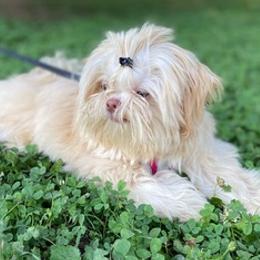 Shih Tzus from Halida's Shih Tzus