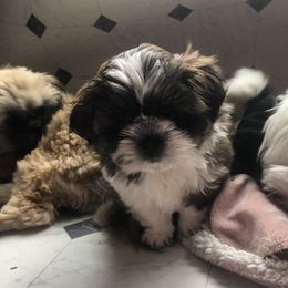 Shih Tzu Puppies from Schiermeister Hof Kennels