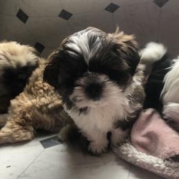 Shih Tzu Puppies from Schiermeister Hof Kennels
