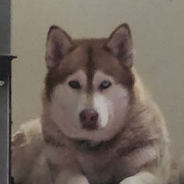 Mishka - Siberian Husky