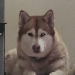 Mishka - Siberian Husky