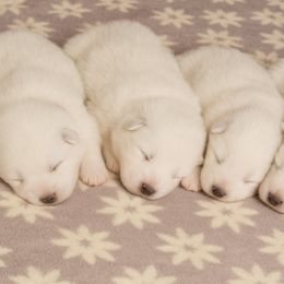 Samoyed Puppies from High Lonesome