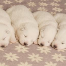 Samoyed Puppies from High Lonesome