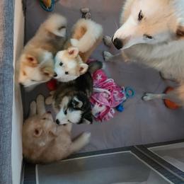 Pomsky and Siberian Husky Puppies from Whitmore Wolfpack LLC