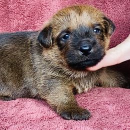 Orange Collar Male - Red wheaten male Norfolk Terrier puppy in Bristol, Tennessee from Holston Hollow Farm