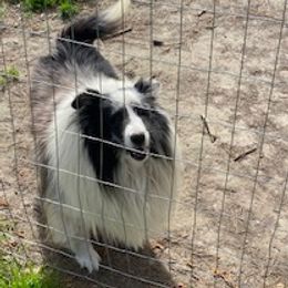 Shetland Sheepdog All Grown Up from Millennium Shelties