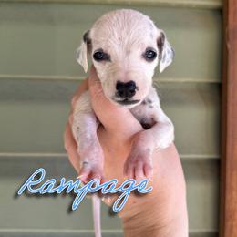Rampage - HUA - White and black male Dalmatian puppy in Mount Vernon, Missouri from Spots & Spirals