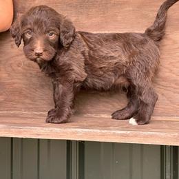 Mocha - Chocolate male Labradoodle puppy in Batesville, Arkansas from Morris Farmyard
