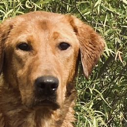 Gracie - Labrador Retriever