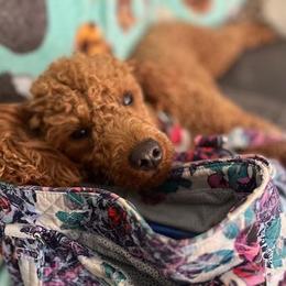 Lola - Poodle