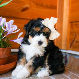 Aussiedoodle and Bernedoodle Puppies from Spring Mountain Doodles