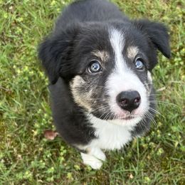Hex- female brindle pointed (tri) - Tri-color Border Collie puppy in Decatur, Alabama from Phantom Border Collies