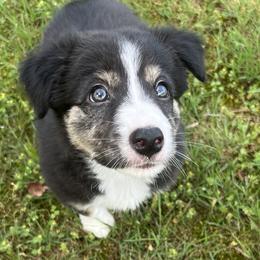Hex- female brindle pointed (tri) - Tri-color Border Collie puppy in Decatur, Alabama from Phantom Border Collies