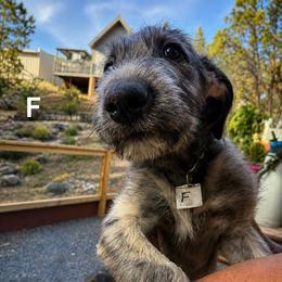Irish Wolfhound Puppies from Juniper Creek Irish Wolfhounds