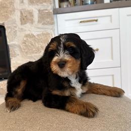 Lucy - Tri-color female Bernedoodle puppy in South Jordan, Utah from Lady Paws Puppies - Cassie