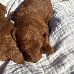 Gray - Red  male Poodle puppy in Pasco, Washington from Dayton Farms