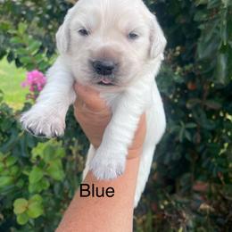 Blue Collar - Light golden male Golden Retriever puppy in Jesup, Georgia from Painted Platinum Retrievers (Painted Platinum Kennel) PPK