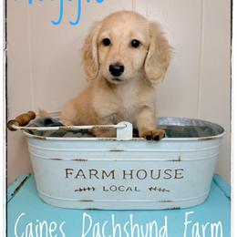 Auggie - Cream male Dachshund puppy in Cincinnati, Ohio from Caines Dachshund Farm