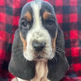 Xayden - Black tan and white male Basset Hound puppy in Cleveland, Tennessee from Smokey Mtn Bassets