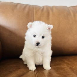 Freckle - White American Eskimo Dog puppy in Utah from Brookside Eskies