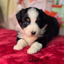 Clara - Blue merle female Australian Shepherd puppy in Howardsville, Virginia from Spectacular Aussies and Cavaliers