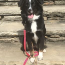 Miniature Australian Shepherds from No Tailing Shepherds