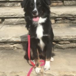 Miniature Australian Shepherds from No Tailing Shepherds