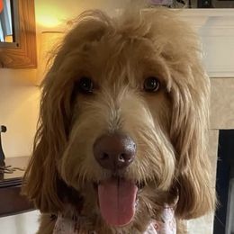 Goldendoodles from Doodles of Stonington