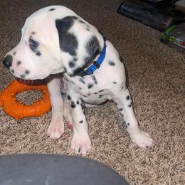 Dalmatian Puppies from The Exquisite Dalmatians