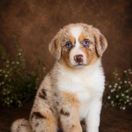Payton- Has Tail - Red merle male Australian Shepherd puppy in Troy, South Carolina from Lana Corley- Australian Shepherds of 3/W Farms