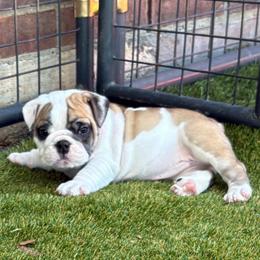Luna Lovegood - Pink Collar - Fawn and white female Bulldog puppy in Krum, Texas from K & K Little Blessings
