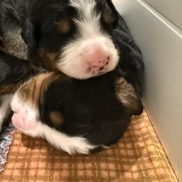 Billy Butcherson - Tri-color male Bernese Mountain Dog puppy in Gardner, Kansas from Faith and Family Farm