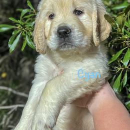 Golden Retriever Puppies from CentralFLGoldens