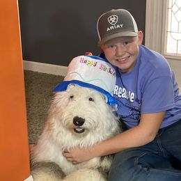 Old English Sheepdog Puppies from Heavinly Blessings Farm Pups - Old English Sheepdog Puppies
