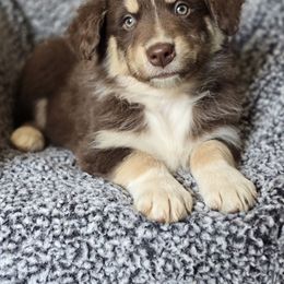 Boy 2 - Red tri-color male Australian Shepherd puppy in New Tazewell, Tennessee from D&D Australian Shepherds