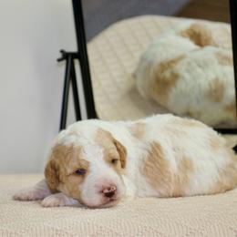 Snow White - female Australian Mountain Doodle puppy in Decatur, Illinois from Signature Doodles
