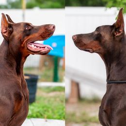 Doberman Pinscher puppies from Divine Kaos European Dobermann