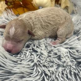 Boy 2 - Apricot male Goldendoodle puppy in Ambrose, Georgia from Brandilyn's Aussies