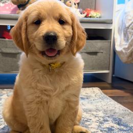 Molly - Golden female Golden Retriever puppy in Doniphan, Missouri from Stockford’s Golden Retrievers