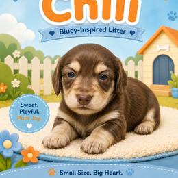 Chili - Chocolate and cream female Dachshund puppy in Longview, Texas from Gee Dogs- Dachshunds and Bernedoodles