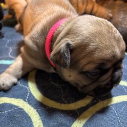 Cora - Fawn female French Bulldog puppy in Neenah, Wisconsin from Mimosa Acres French Bulldogs LLC