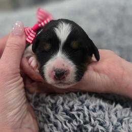 Princess - Black tri female Miniature American Shepherd puppy in Santa Rosa, California from BennettValleyAussies