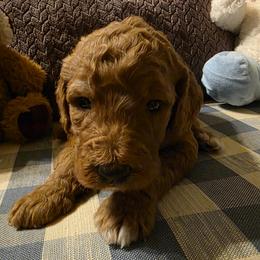 Ruby - Red  female Goldendoodle puppy in Freedom, New York from Samantha's Goldendoodles
