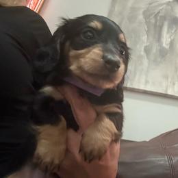 Hazel - Black and tan female Dachshund puppy in Davison, Michigan from Brimstone Hollow Dachshunds