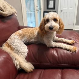 Milo - Cavapoo
