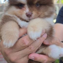 Gizmo - Chocolate merle male Pomeranian puppy in San Jose, California from Ruby's Sky's Kennels Pomeranian's