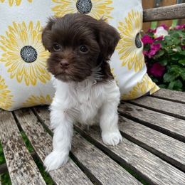 Pebbles - Chocolate and white male Havapoo puppy in Marquand, Missouri from Perfectly Playful Doodles