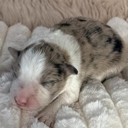 FLURRY - Blue merle male Border Collie puppy in Conroe, Texas from Aloha Border Collies