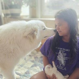 Dasha - Samoyed